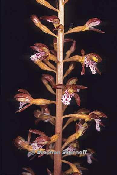 corallorhiza maculata 1 graphic